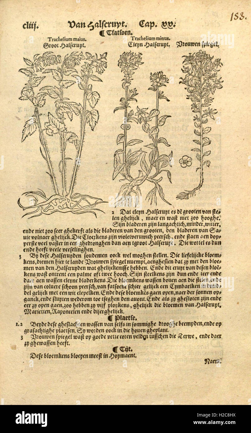 A detailed manuscript on botanical subjects, with specific focus on ...