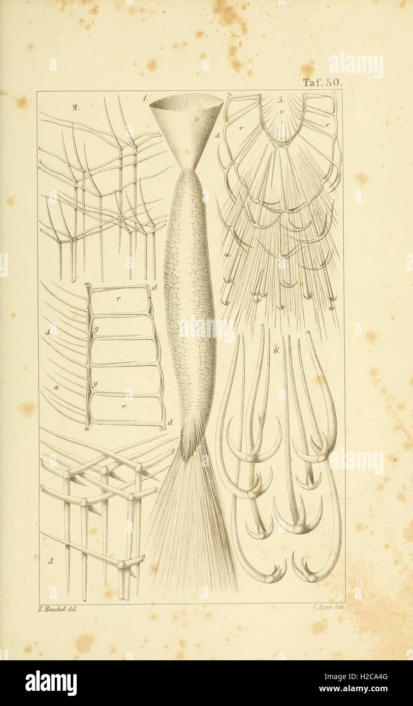 This work focuses on calcareous sponges, describing their anatomy ...