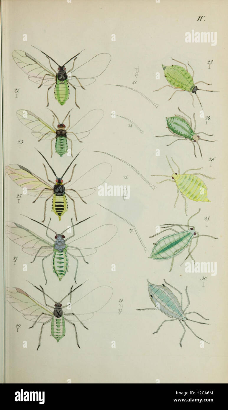 This plate illustrates various species of aphids, detailing their ...