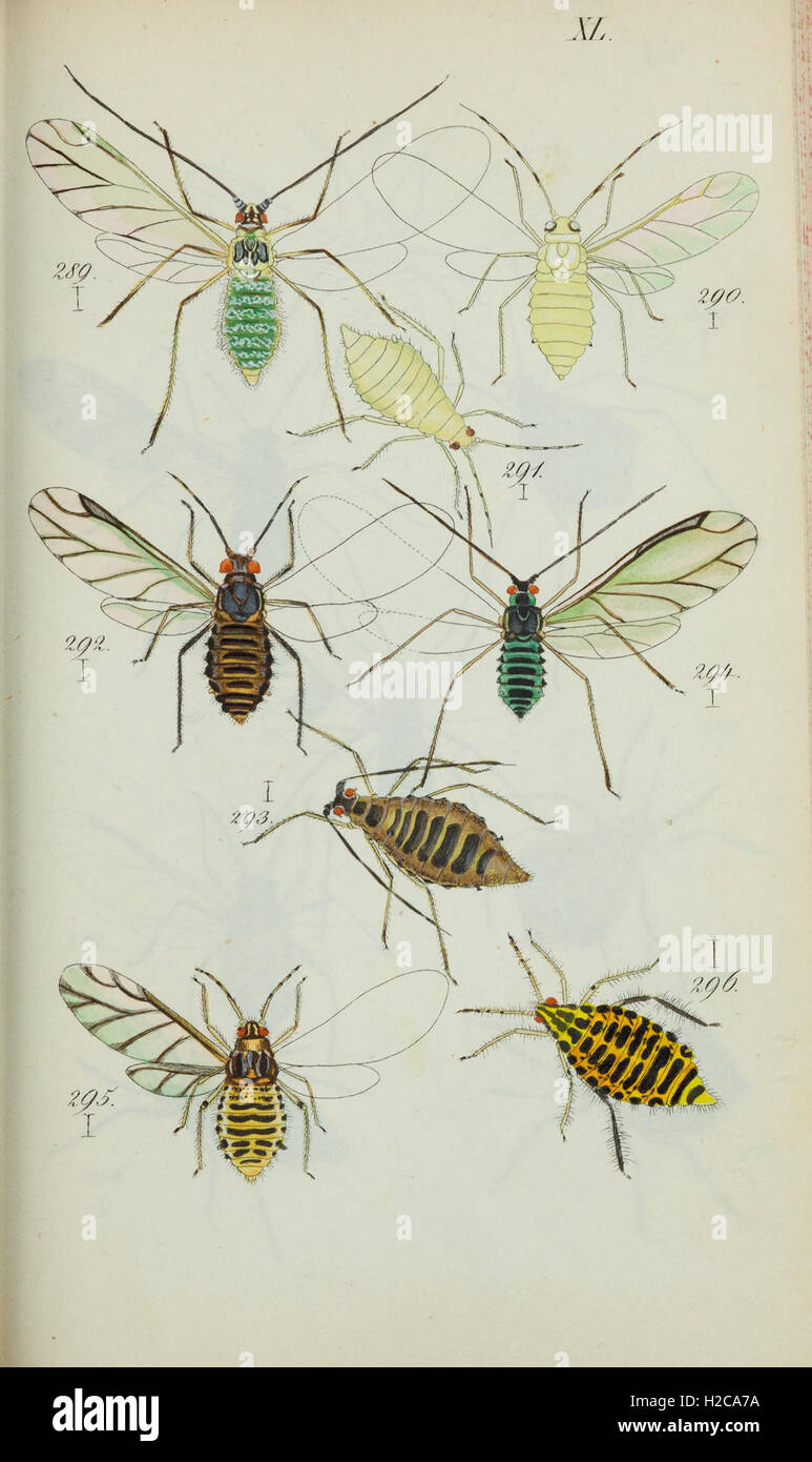 This plate illustrates various species of aphids, offering detailed ...