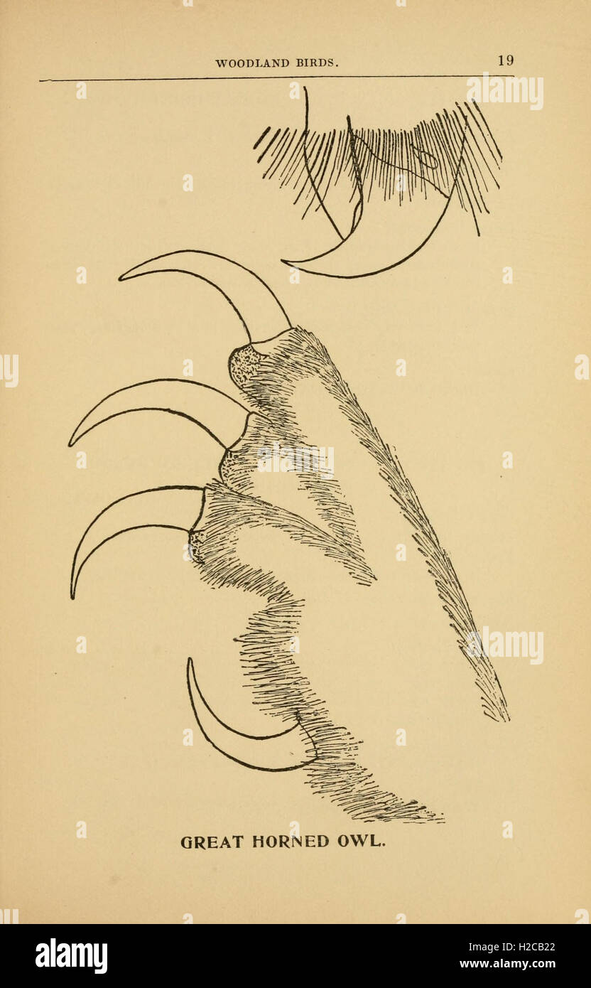 'Every Bird' provides detailed descriptions of various bird species ...