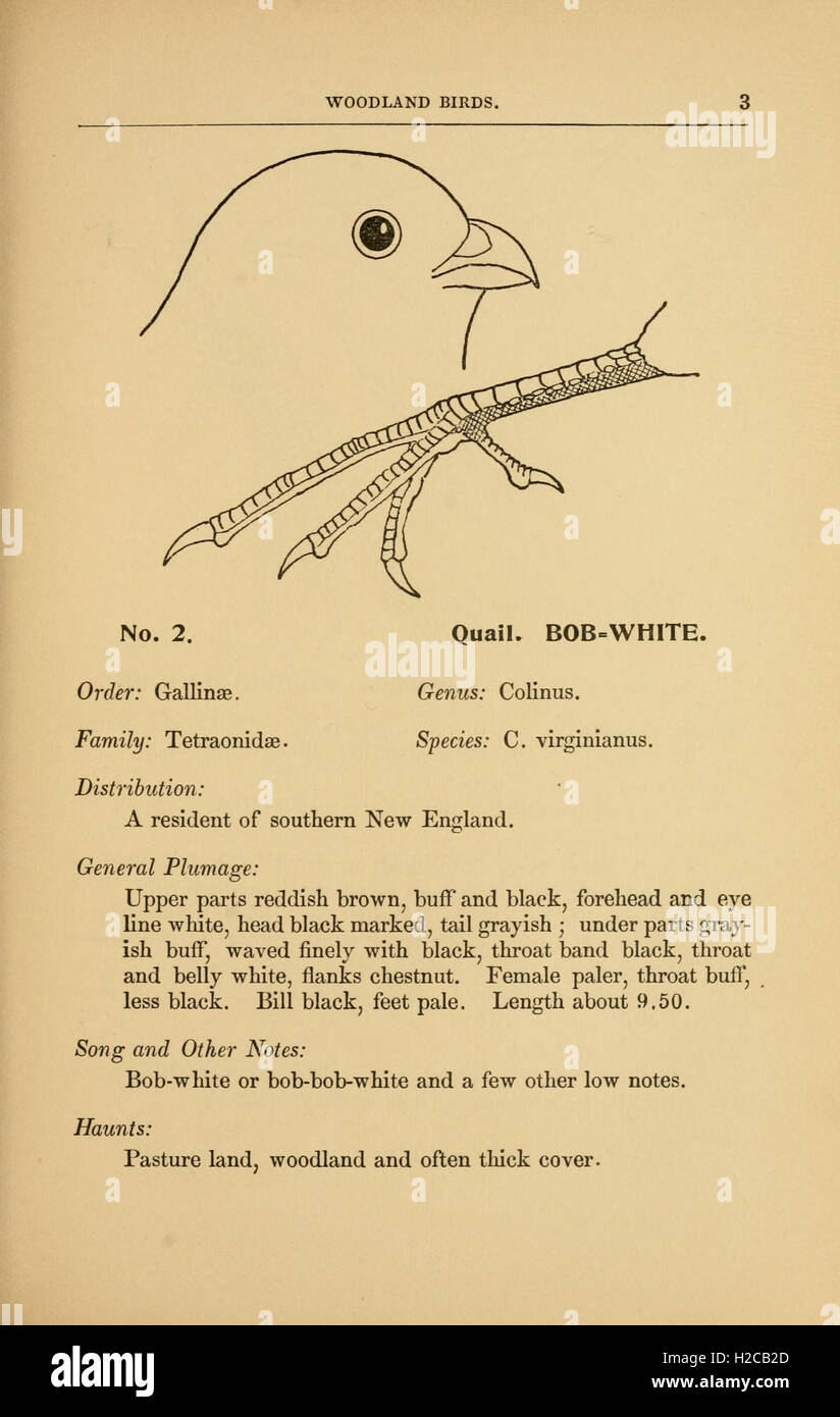 This work provides an extensive overview of bird species, with a focus ...