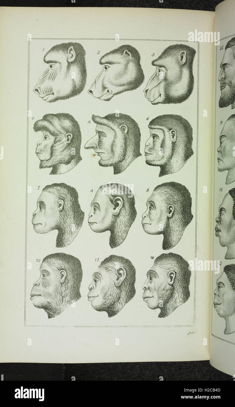A detailed illustration depicting the evolutionary progression of life