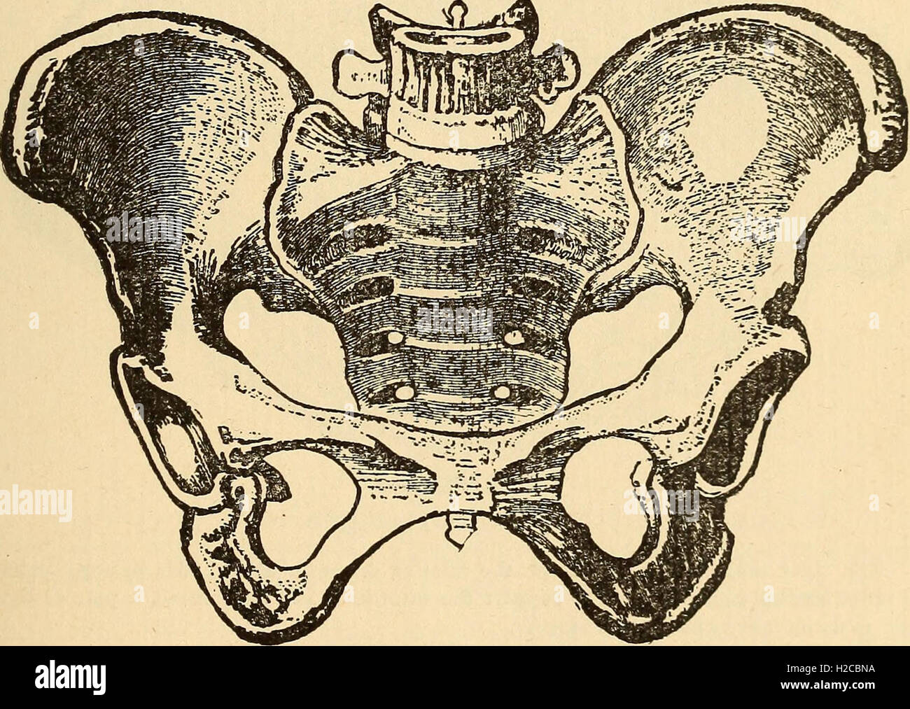 Feminology; a guide for womankind, giving in detail instructions as to