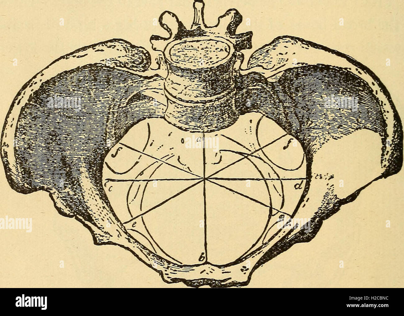 Feminology; a guide for womankind, giving in detail instructions as to