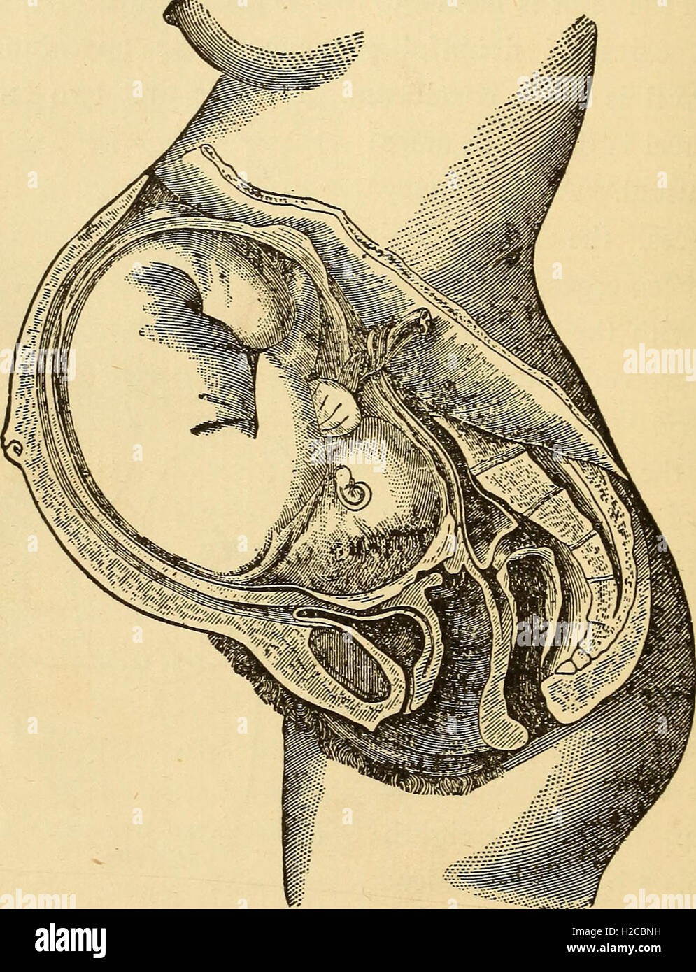 Feminology; a guide for womankind, giving in detail instructions as to