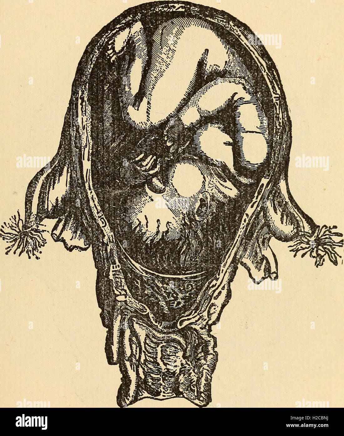 Feminology; a guide for womankind, giving in detail instructions as to