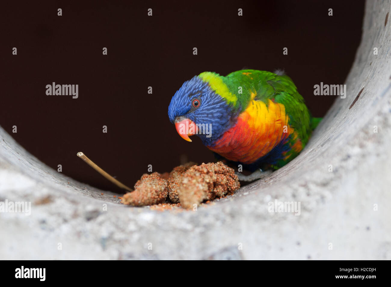 Psitticulidae, Loriinae,Trichoglossus. Trichoglossus Moluccanus. Colorful parrot in captivity eating. Stock Photo