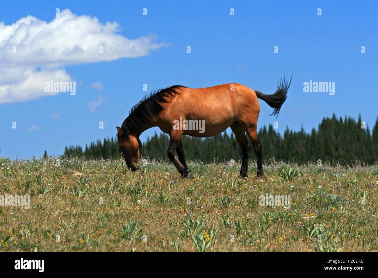 Windblown Wild Horse Mustang Buckskin Dun lead Mare on Sykes Ridge in