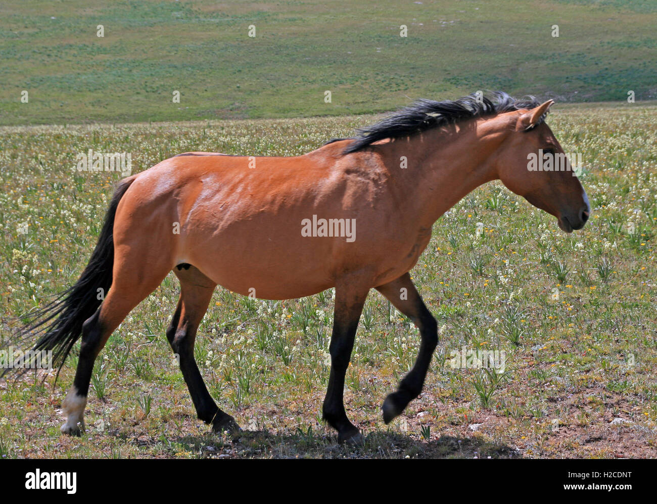 Big horn national recreation area hires stock photography and images