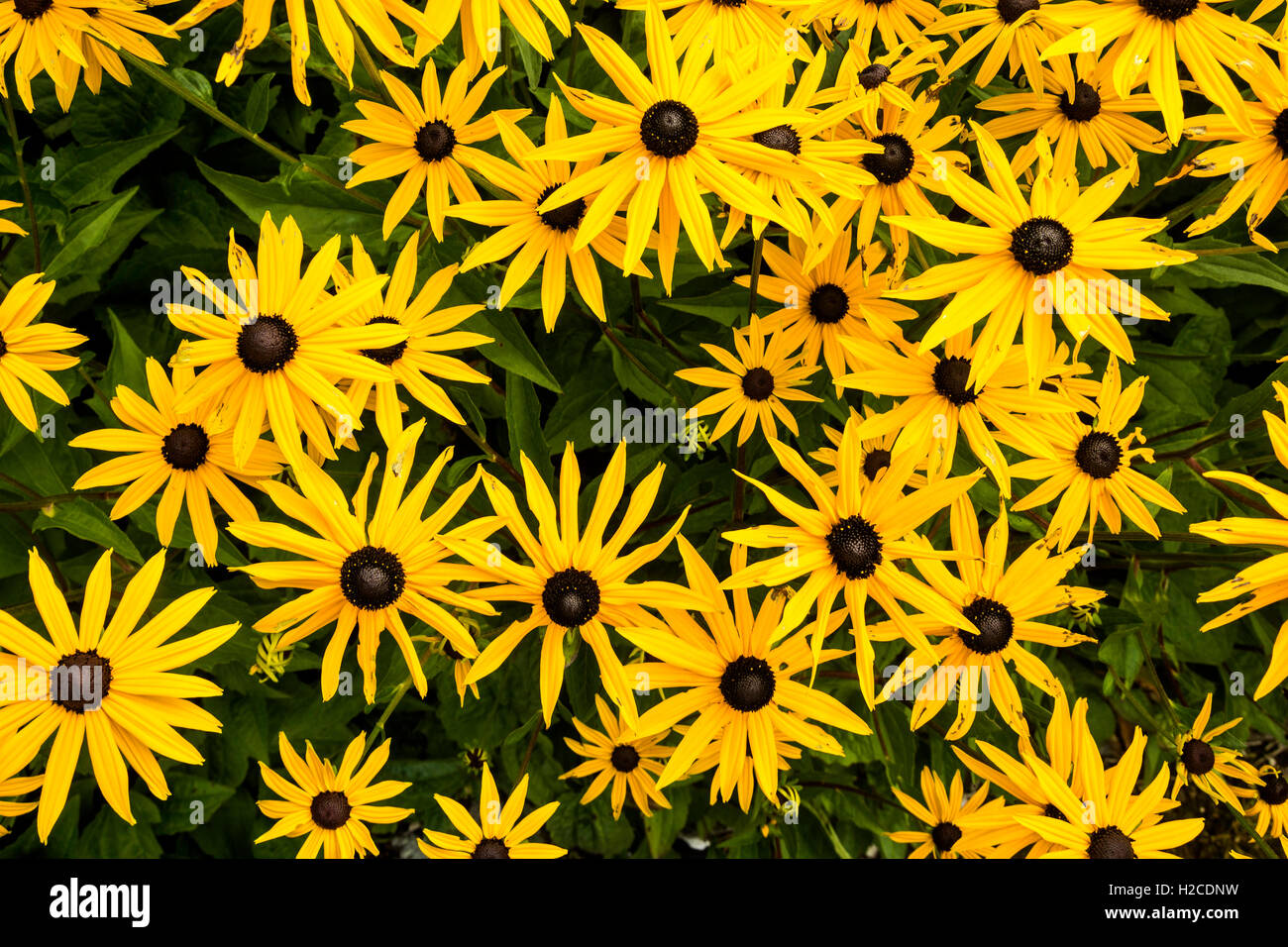 Yellow Flowers in Bloom in Pollok Country Park, GLASGOW, SCOTLAND Stock