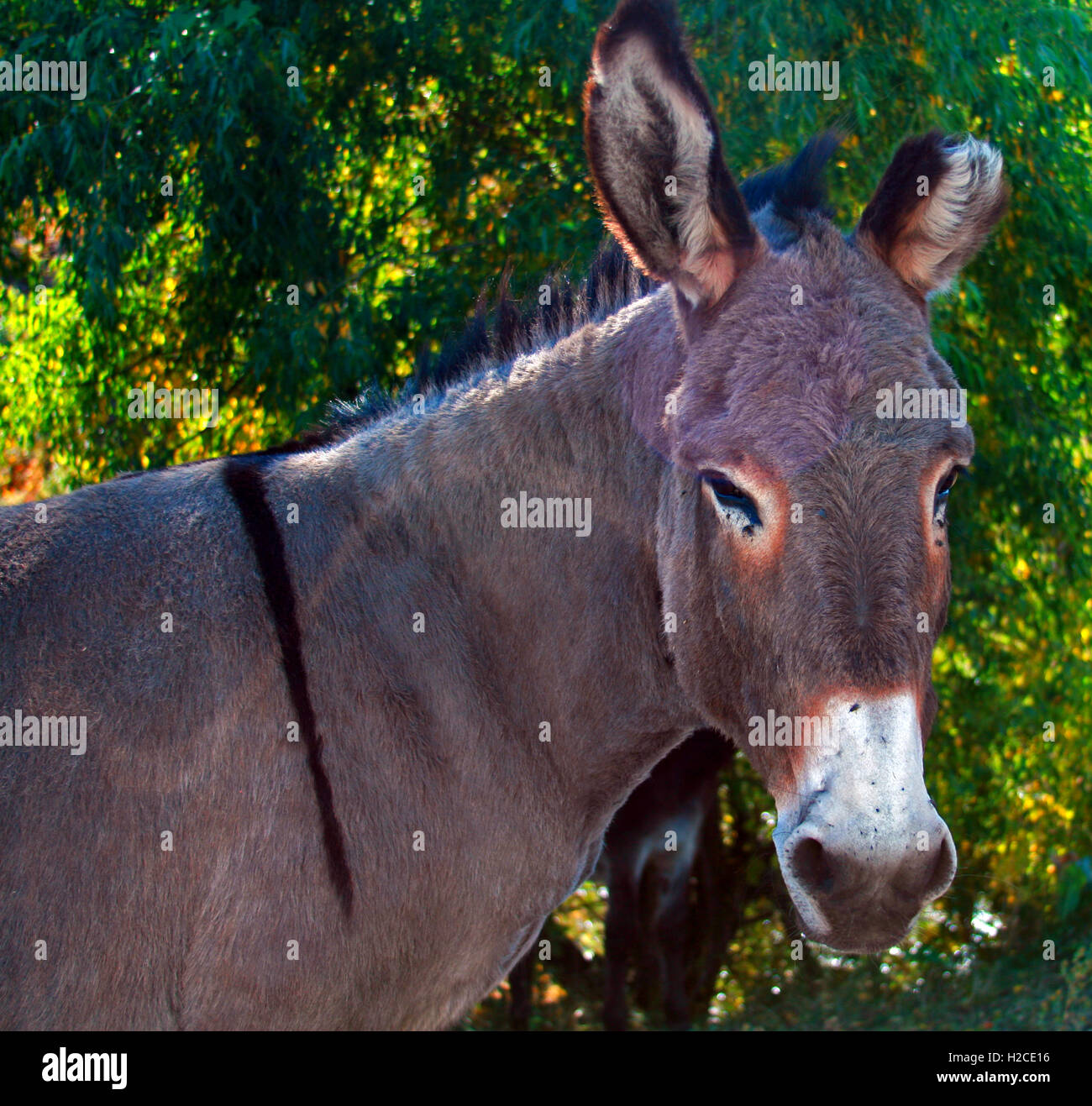 Half eared Wild Donkey Stallion in Custer State Park in the Black Hills