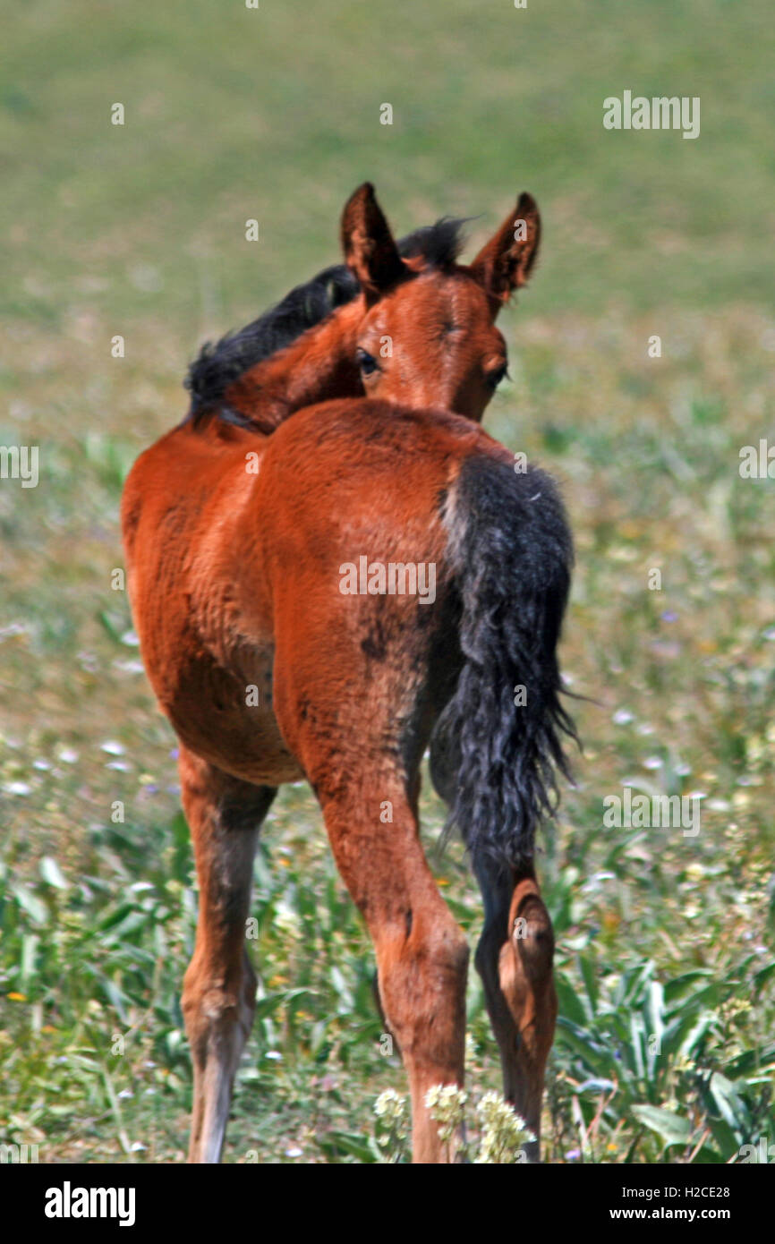Wild Horse Mustang Bay Colt Foal in the Pryor Mountains Wild Horse range in Wyoming - Montana USA Stock Photo