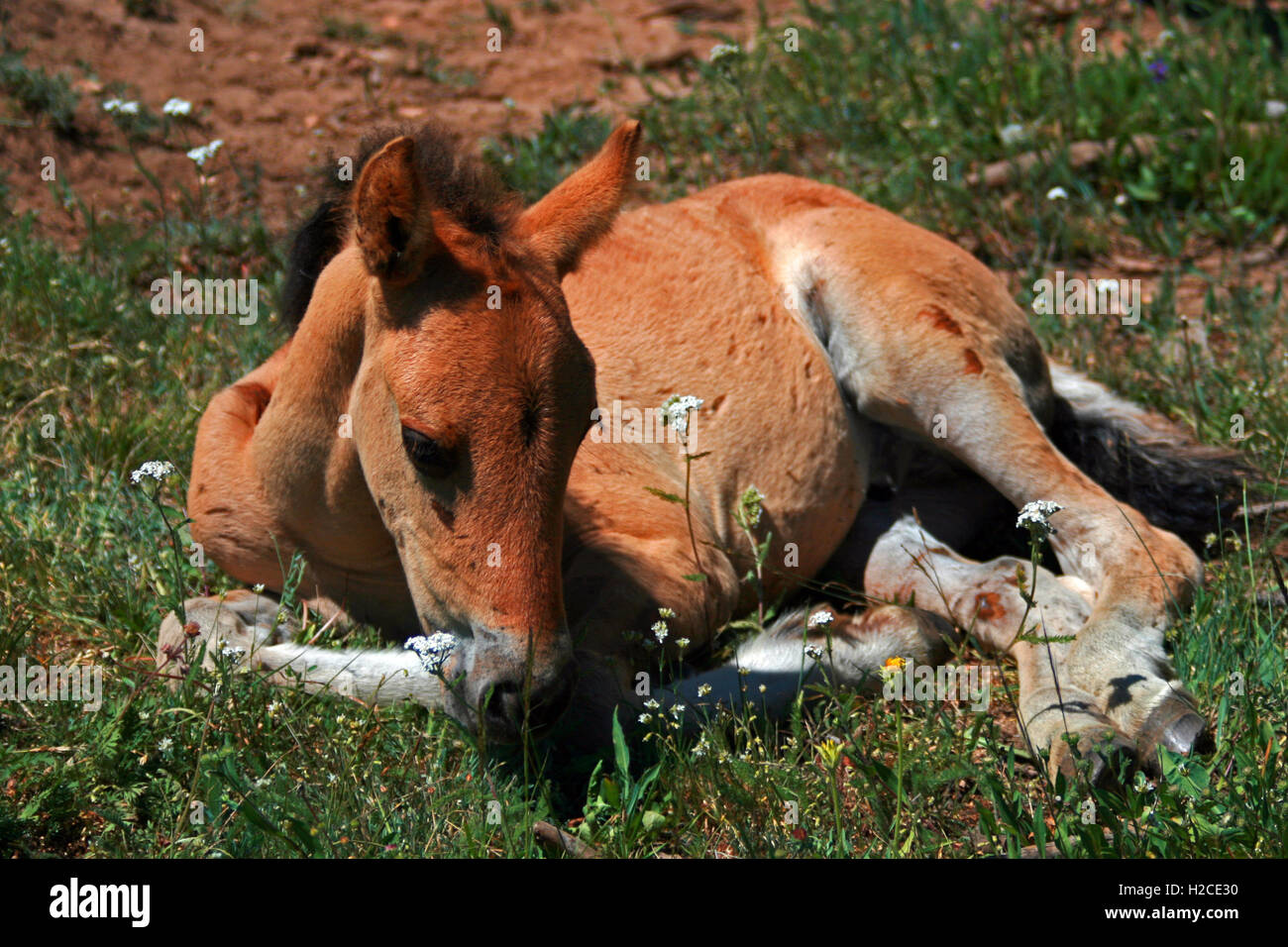 Wild Horse Mustang Buckskin Baby Colt Foal laying in the grass on Pryor  Mountain Wild Horse range in Montana USA Stock Photo - Alamy