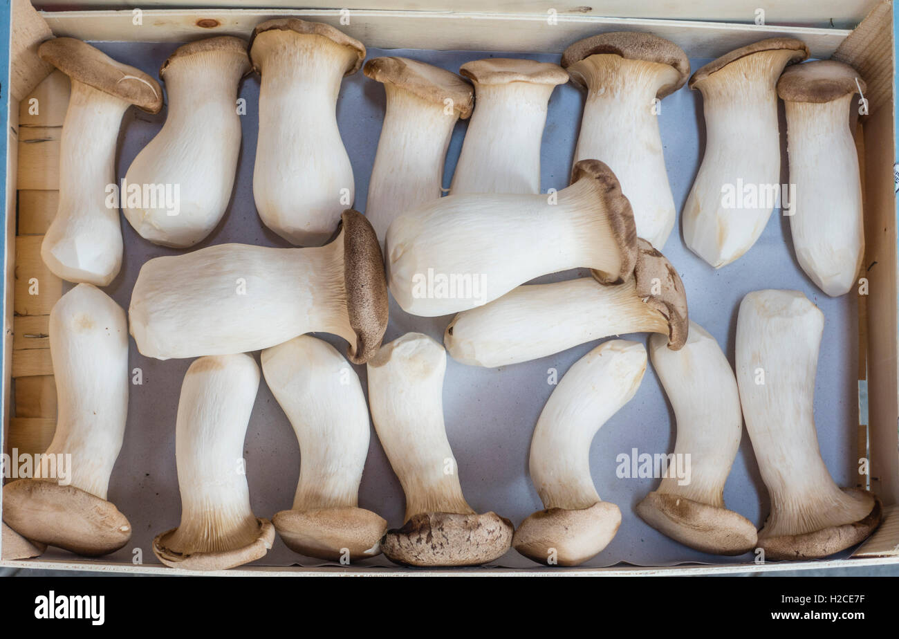 Pleurotus eryngii (also known as king trumpet mushroom, French horn