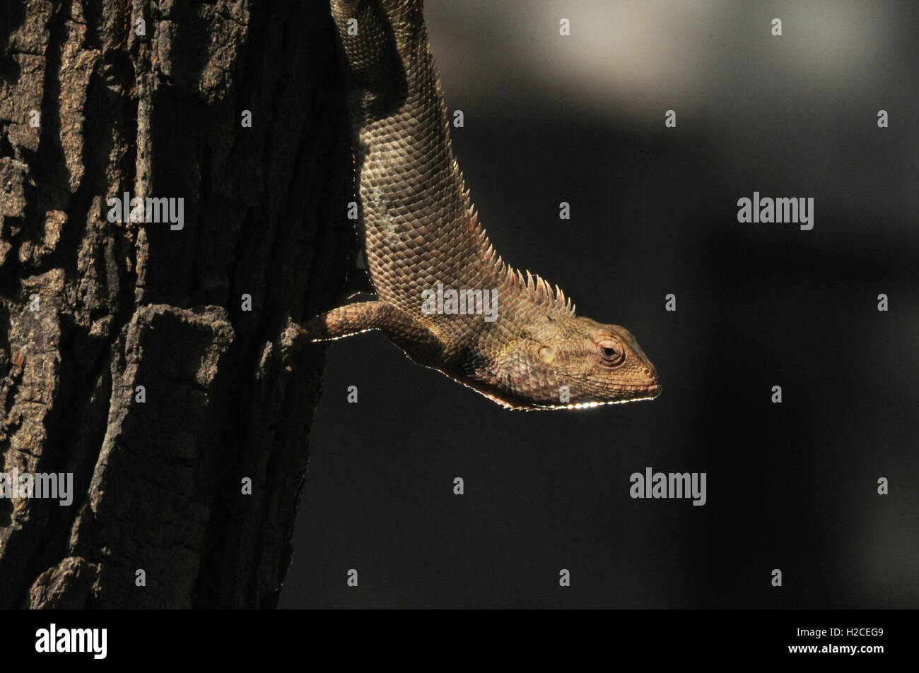 Noida, Uttar Pradesh, India- May 19, 2014: An Oriental garden lizard in breeding season on a tree with dark background, at Noida, Uttar Pradesh, India Stock Photo