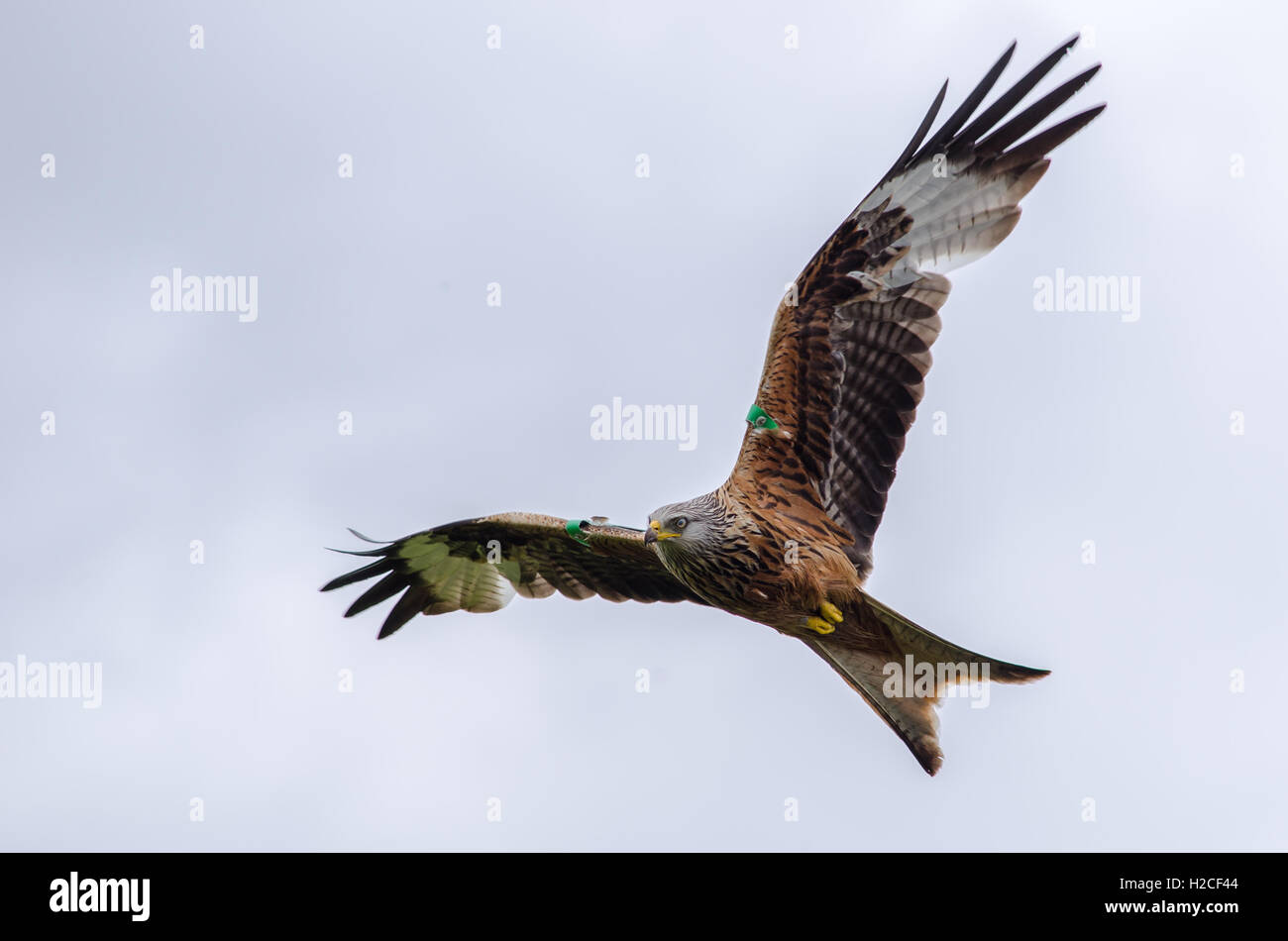 A Red Kite (Milvus milvus) with green wing tags files against a cloudy sky in Galloway, Scotland Stock Photo