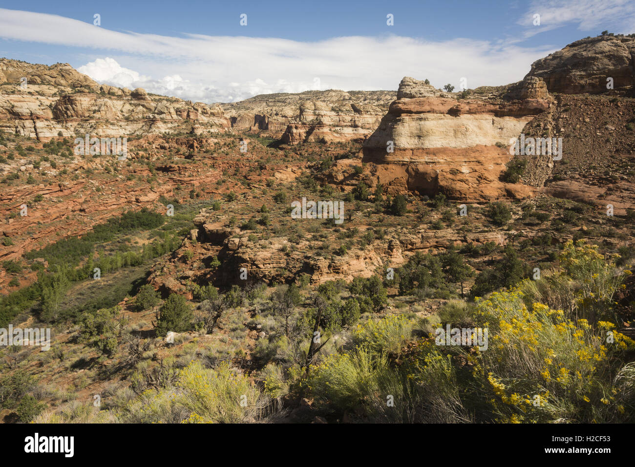 Elk2932789 Utah, Grand StaircaseEscalante National Monument