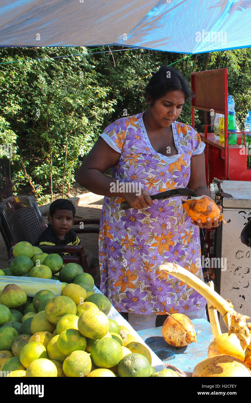 Woman with Kid Selling King Coconuts Sri Lanka Stock Photo