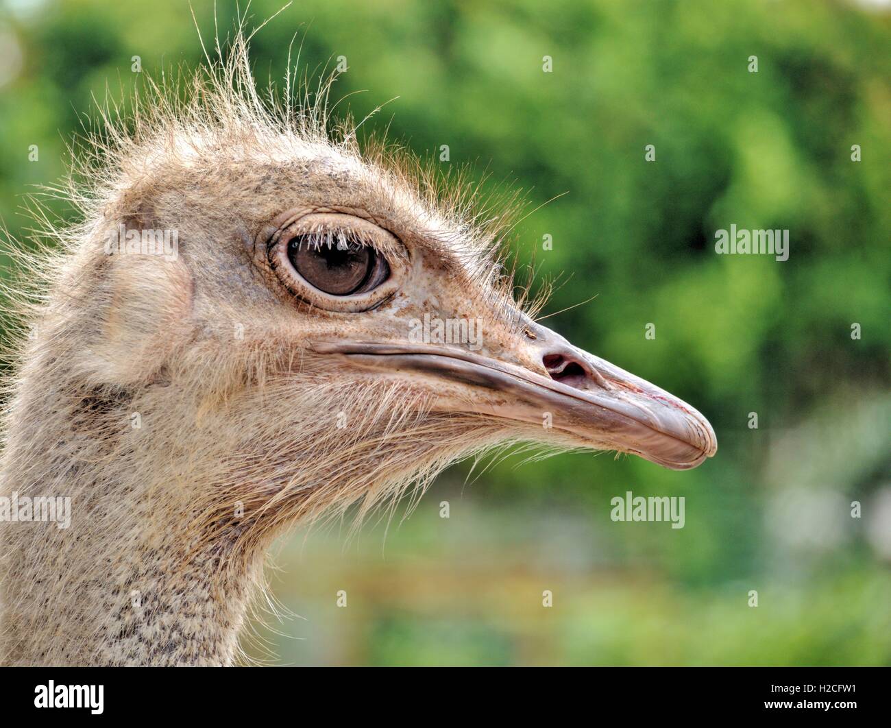 Side Profile - Ostrich Stock Photo