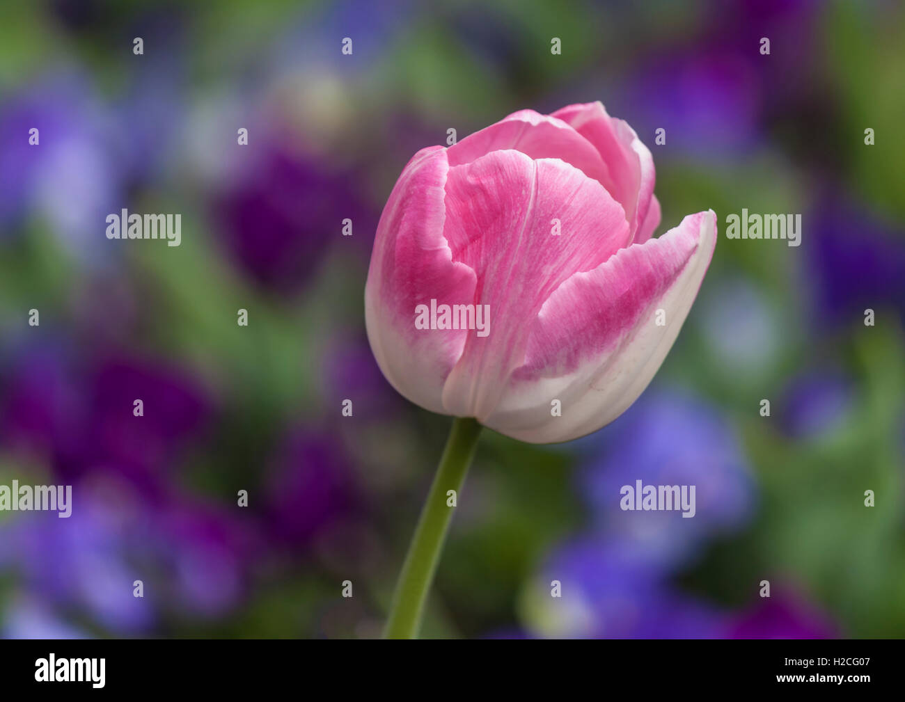 Pink and white tulip close up Stock Photo