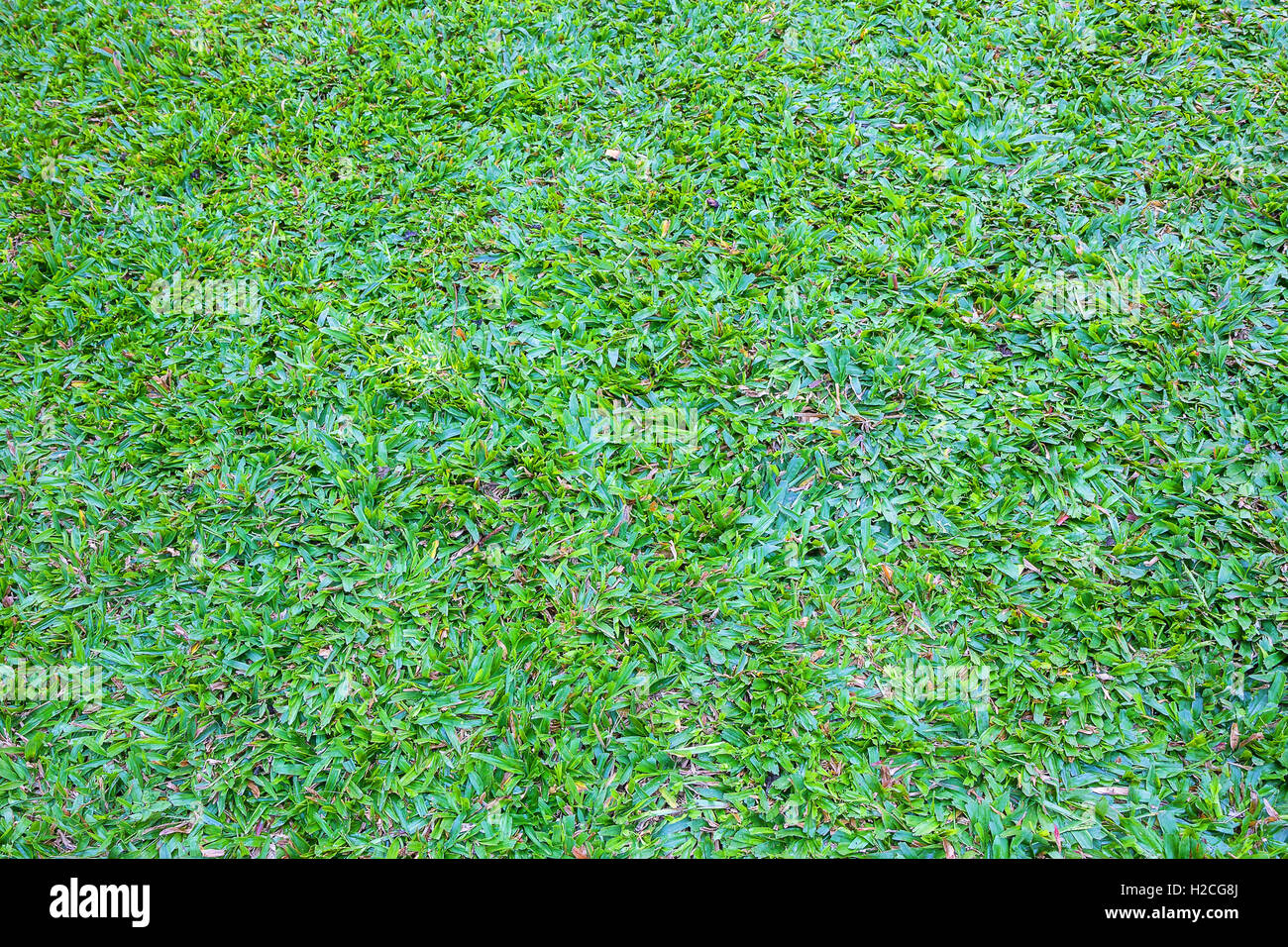 Green lawn pattern Stock Photo - Alamy