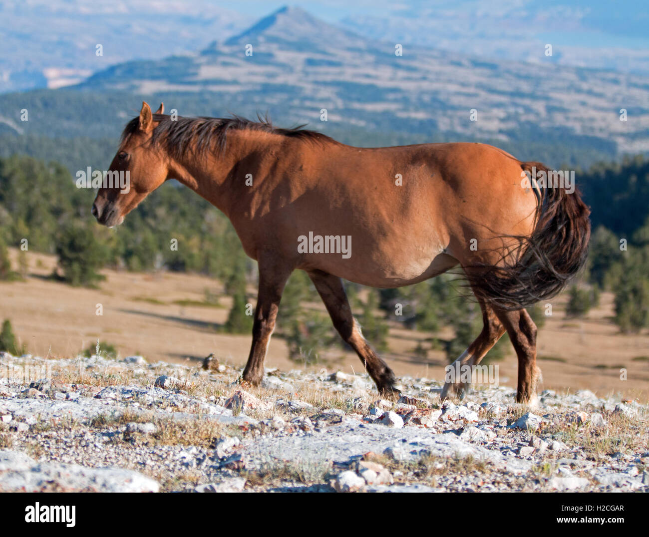 Wild Horse Dun Buckskin Mare on Tillett Ridge above Teacup Bowl in ... Wild Horse Dun Buckskin Mare on Tillett Ridge above Teacup Bowl in ...