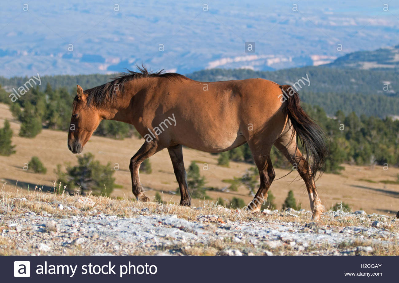 Wild Horse Dun Buckskin Mare on Tillett Ridge above Teacup Bowl in ... Wild Horse Dun Buckskin Mare on Tillett Ridge above Teacup Bowl in ...