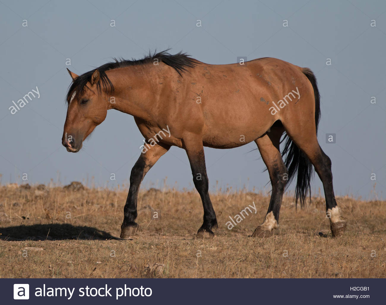 Sunlit Wild Horse Dun Buckskin Stallion on Tillett Ridge above ... Sunlit Wild Horse Dun Buckskin Stallion on Tillett Ridge above ...