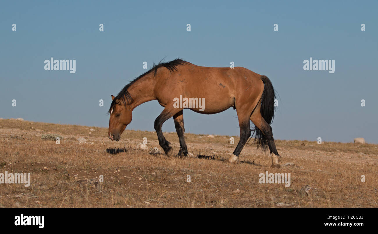 Wild Horse Dun Buckskin Stallion on Tillett Ridge above Teacup Bowl ... Wild Horse Dun Buckskin Stallion on Tillett Ridge above Teacup Bowl ...