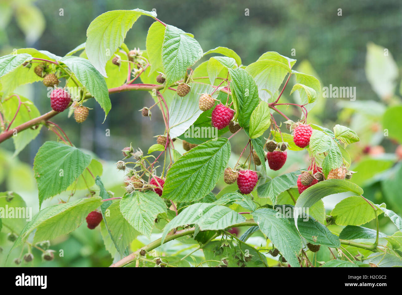 Rubis Idaeus . Raspberry fruit on the bush in autumn Stock Photo