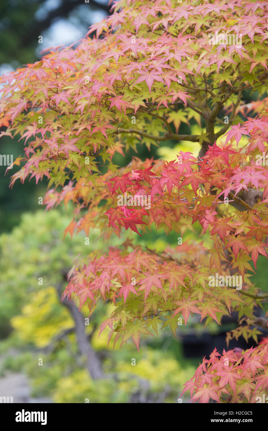 Acer palmatum bonsai hires stock photography and images Alamy
