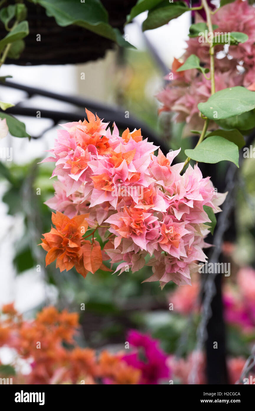 Bougainvillea 'Golden Doubloon' in a hanging basket display at a flower show. UK Stock Photo Alamy