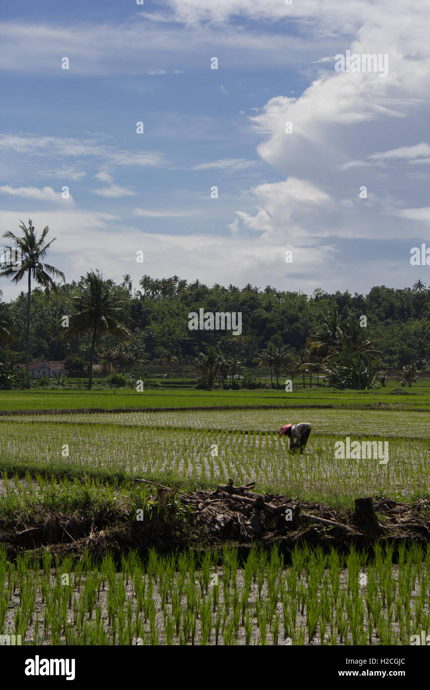 Farmer at work in a sunny day Stock Photo - Alamy