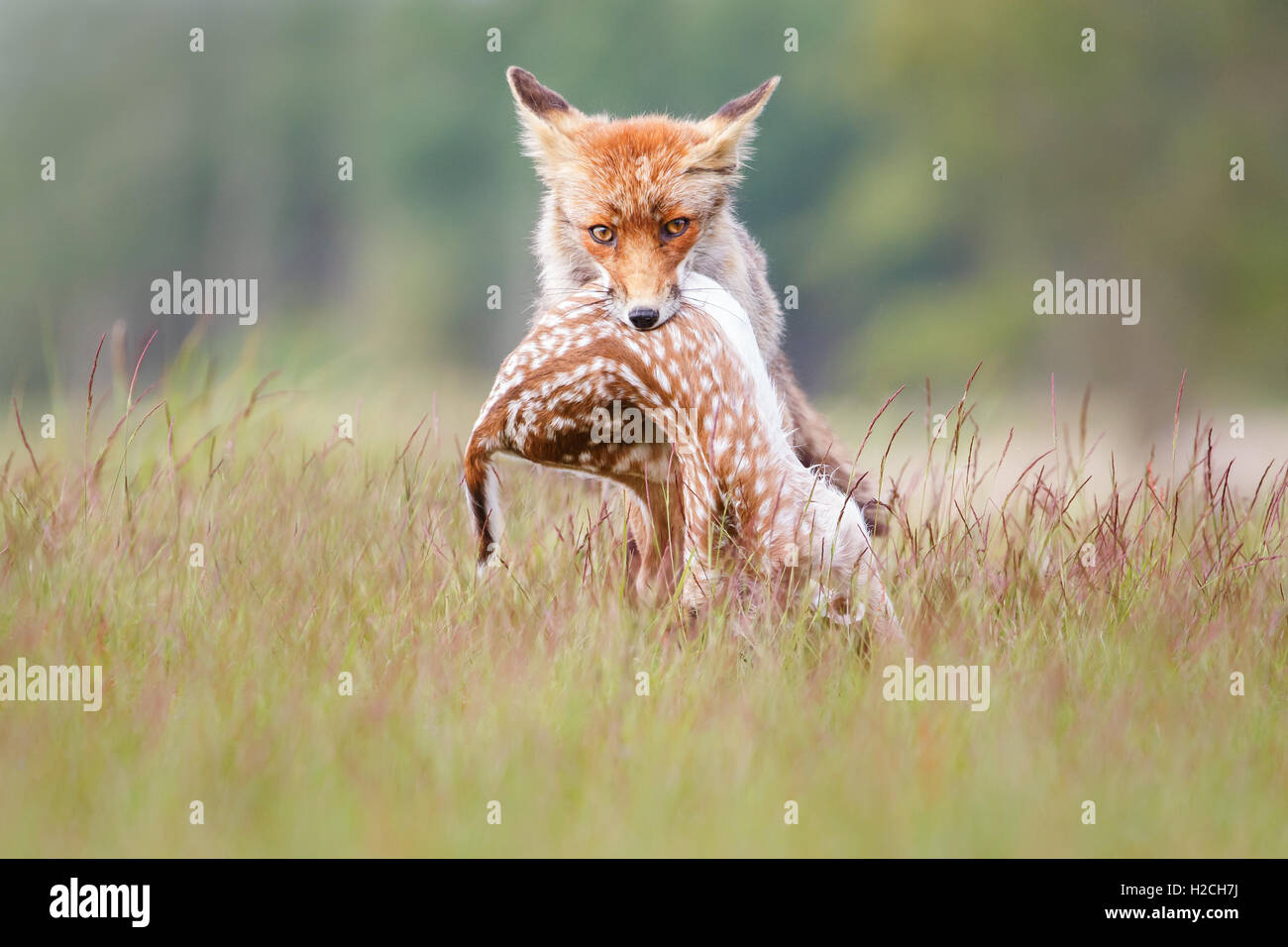 red fox with prey Stock Photo Alamy