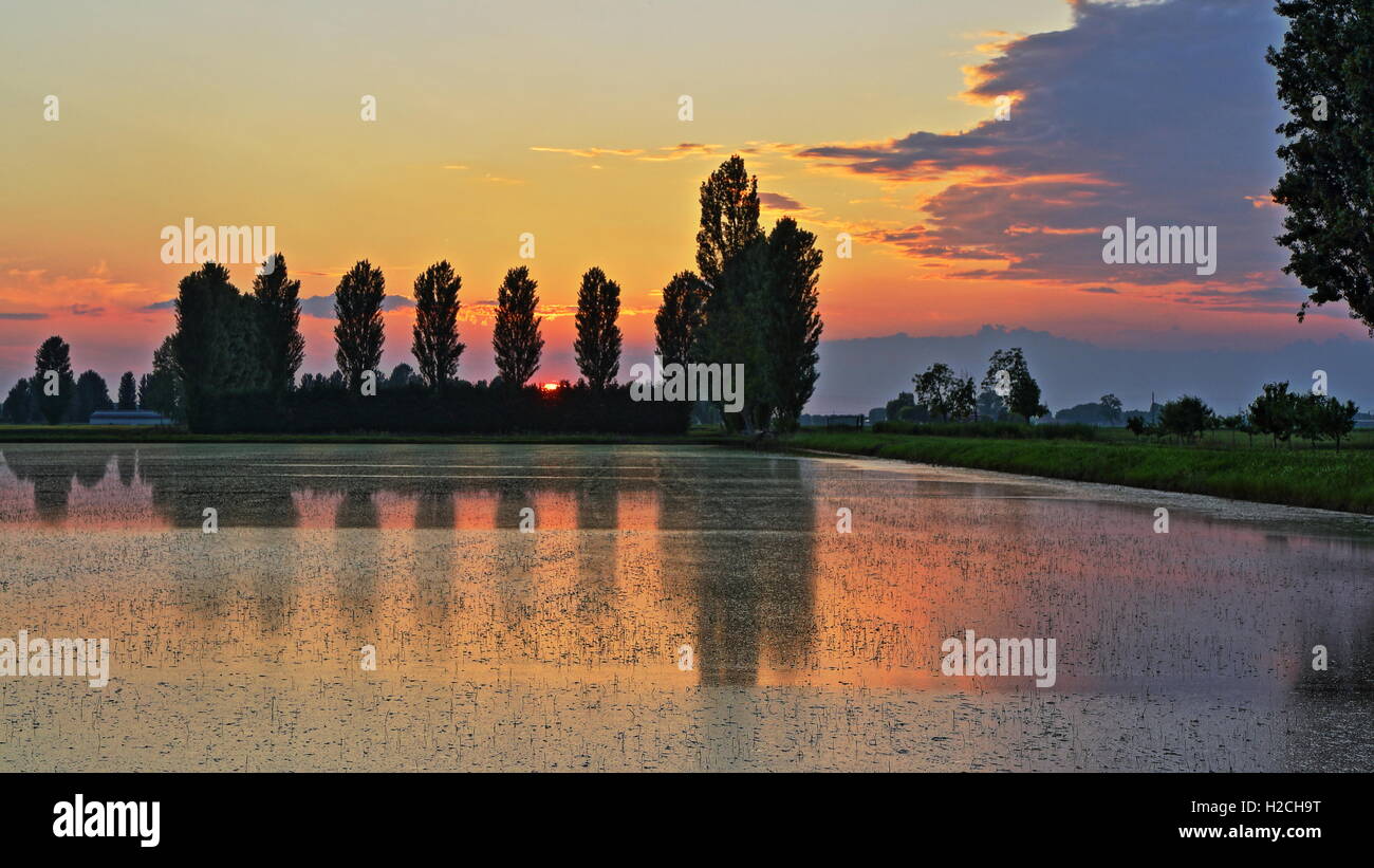 Profile Rice Sunset Rice field at sunset Stock Photo - Alamy