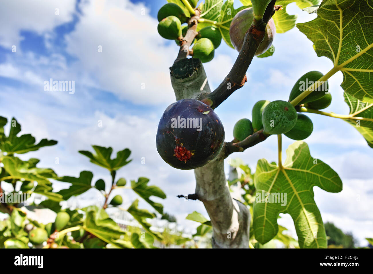 A Ripe Fig Ripe and green figs on the branch of a fig tree Stock Photo - Alamy