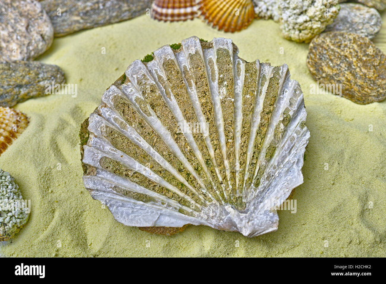 Big sea shell fossil on the yellow sand close up Stock Photo Alamy