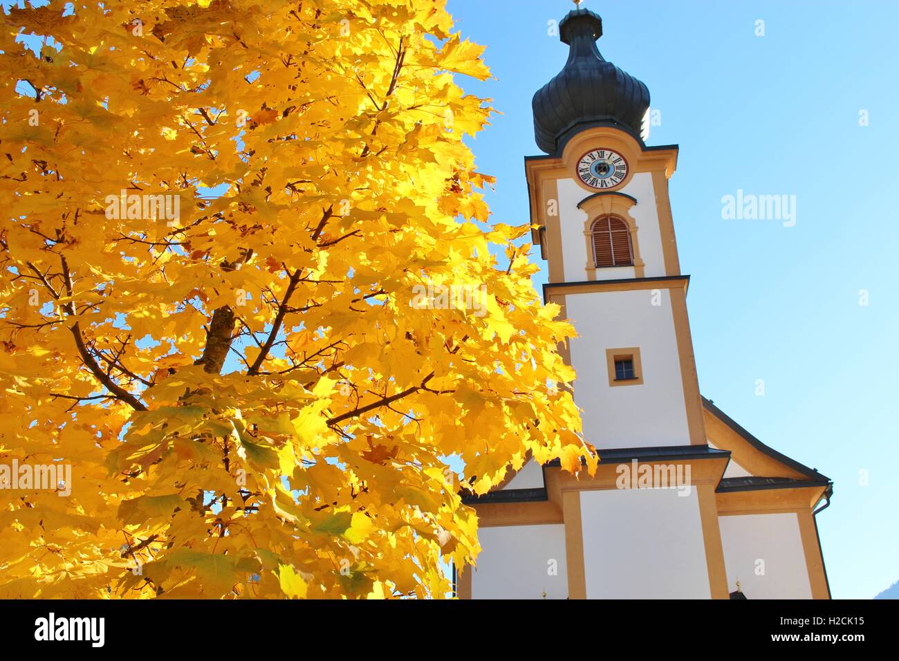 Autumn in Austria: Tree with very yellow autumn leafs and the baroque parish church or Pfarrkirche of Mittersill, Salzburg Land. Stock Photo