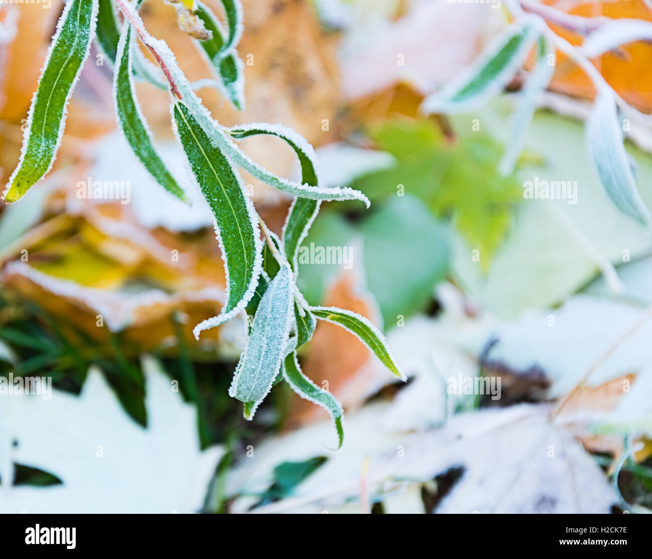 Autumn leaves as a background Stock Photo - Alamy