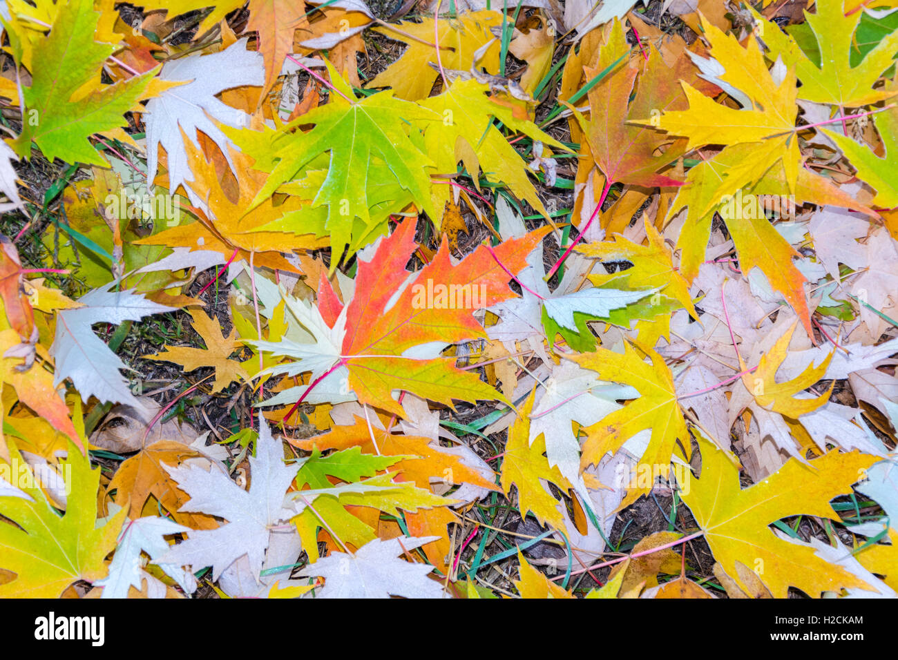 Autumn leaves as a background Stock Photo - Alamy