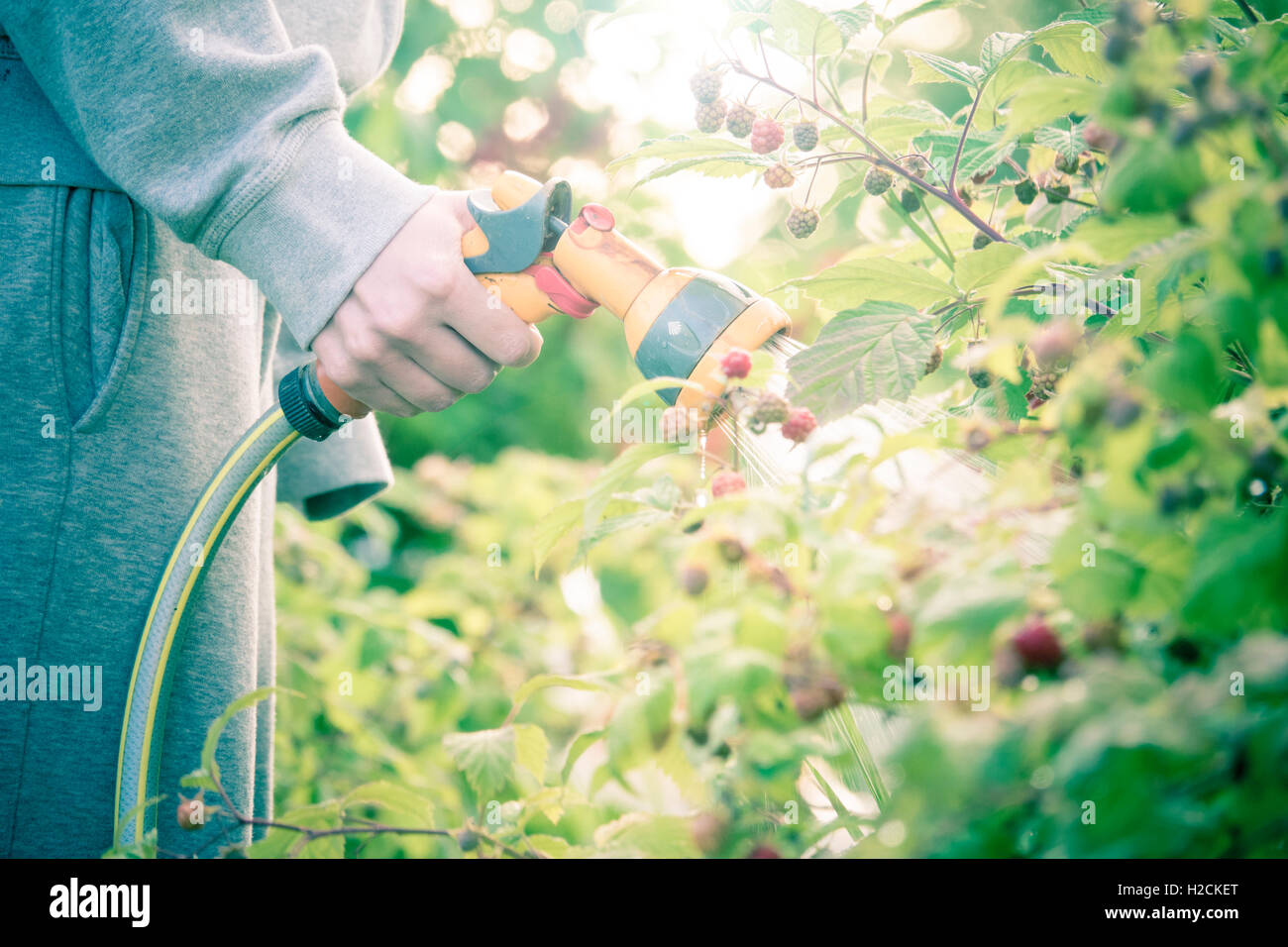 Woman holding a garden hose with sprinkler, watering plants. Summer lifestyle moment. Stock Photo