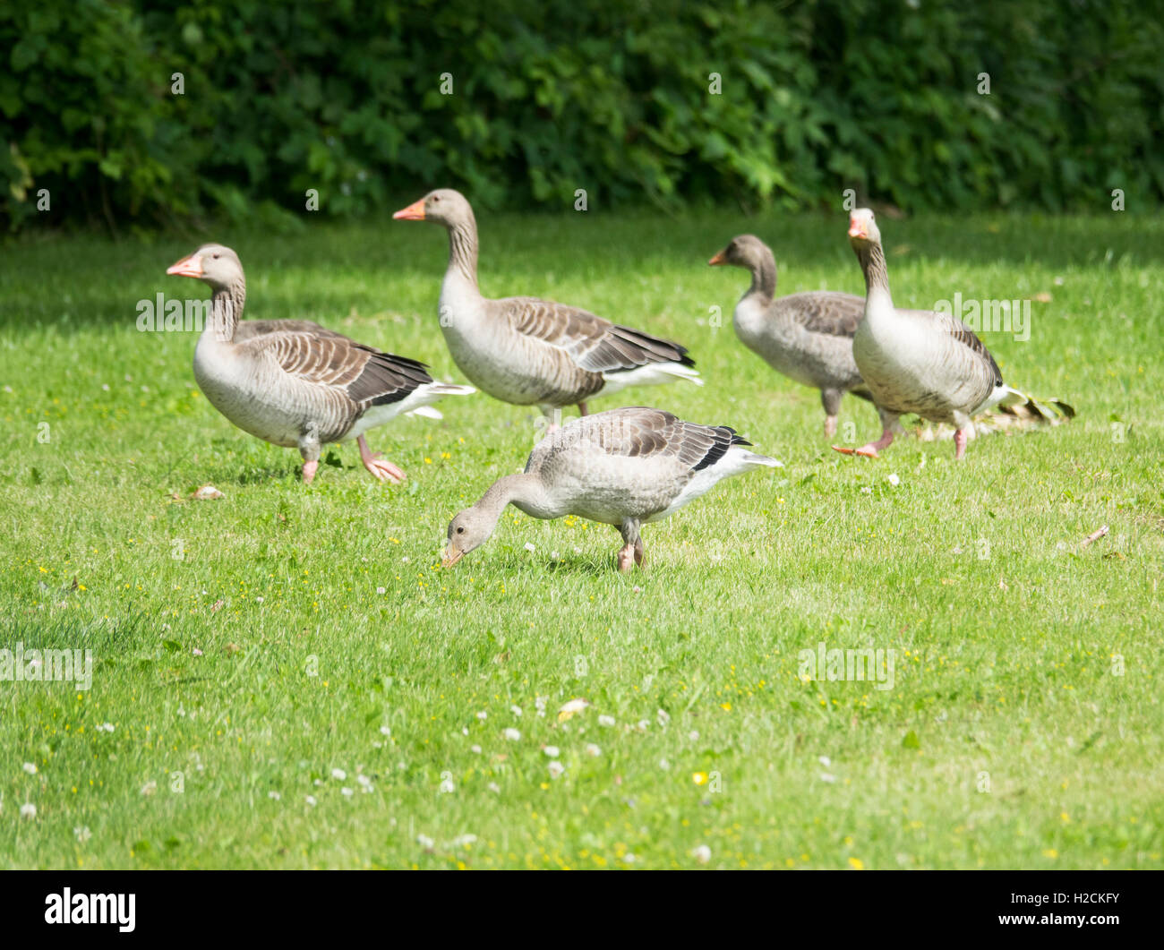 Greylag geese on green grass, Sweden. Stock Photo
