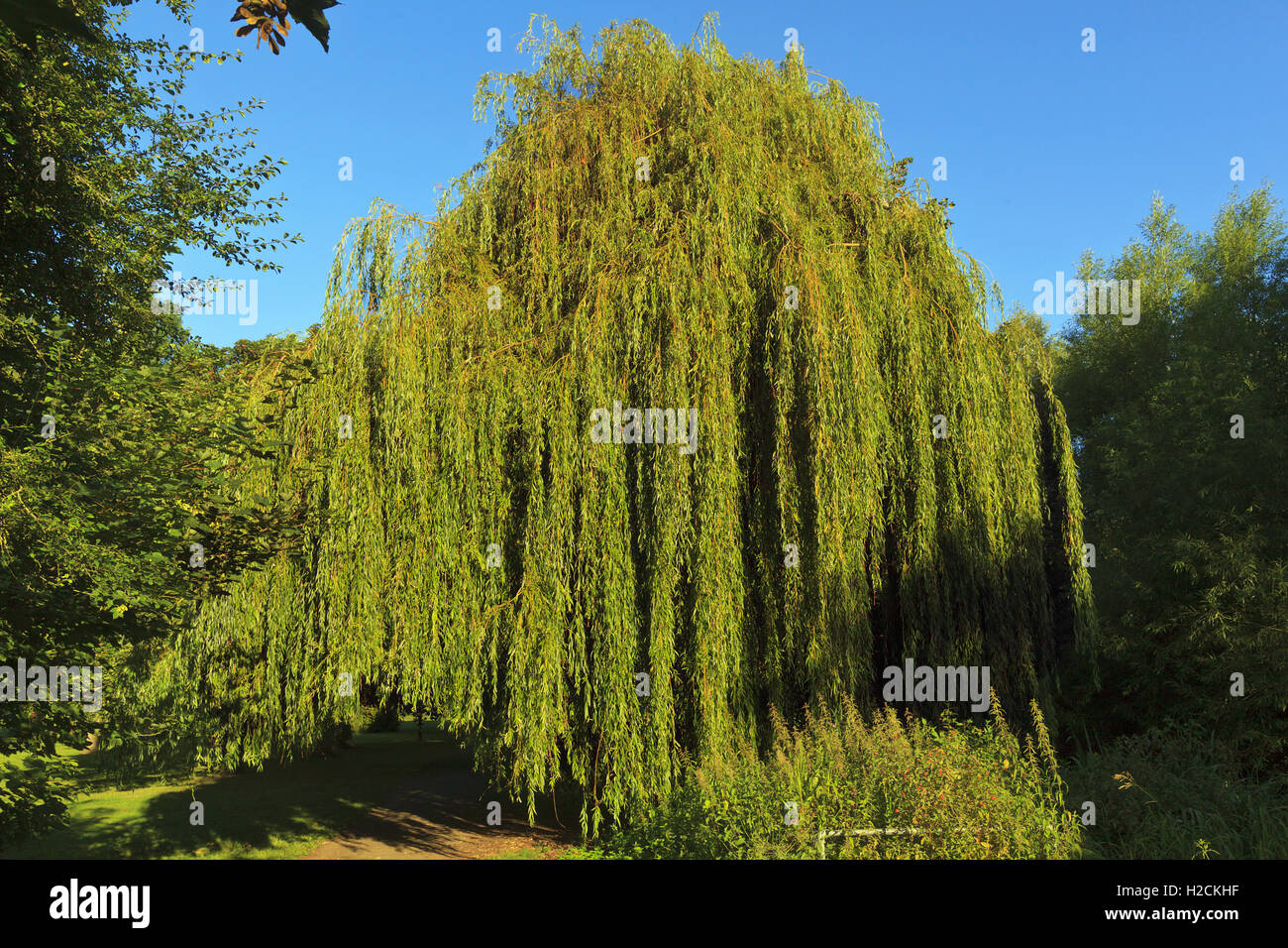 Weeping Willow Tree Stock Photo