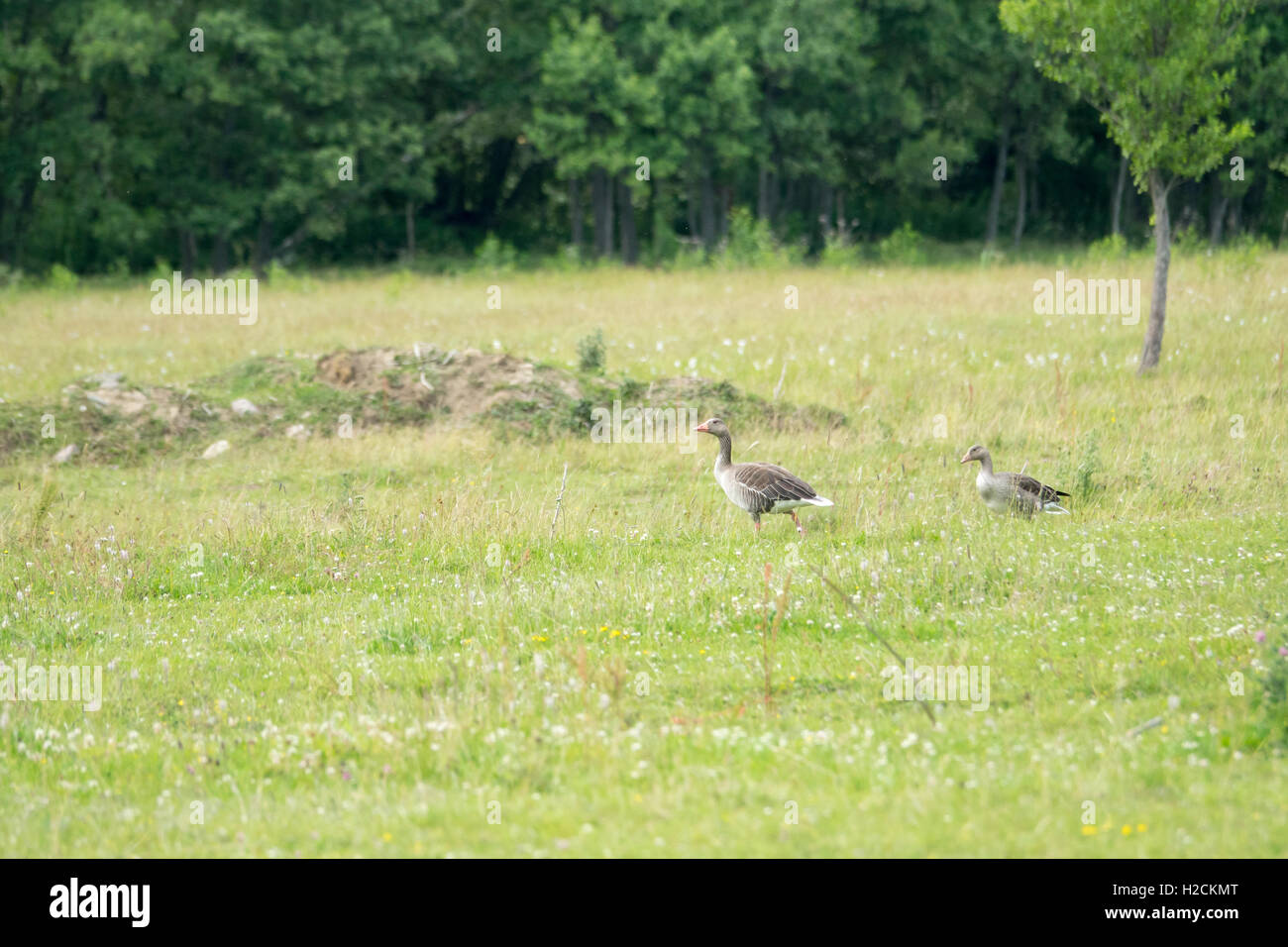 Greylag geese in green meadow, Sweden. Stock Photo