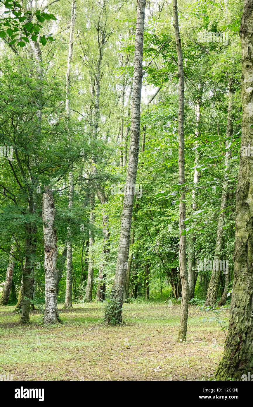 Tranquil green forest in summer, Sweden. Stock Photo