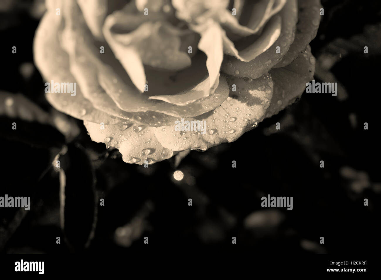 Rose with drops of water in black and white Stock Photo - Alamy