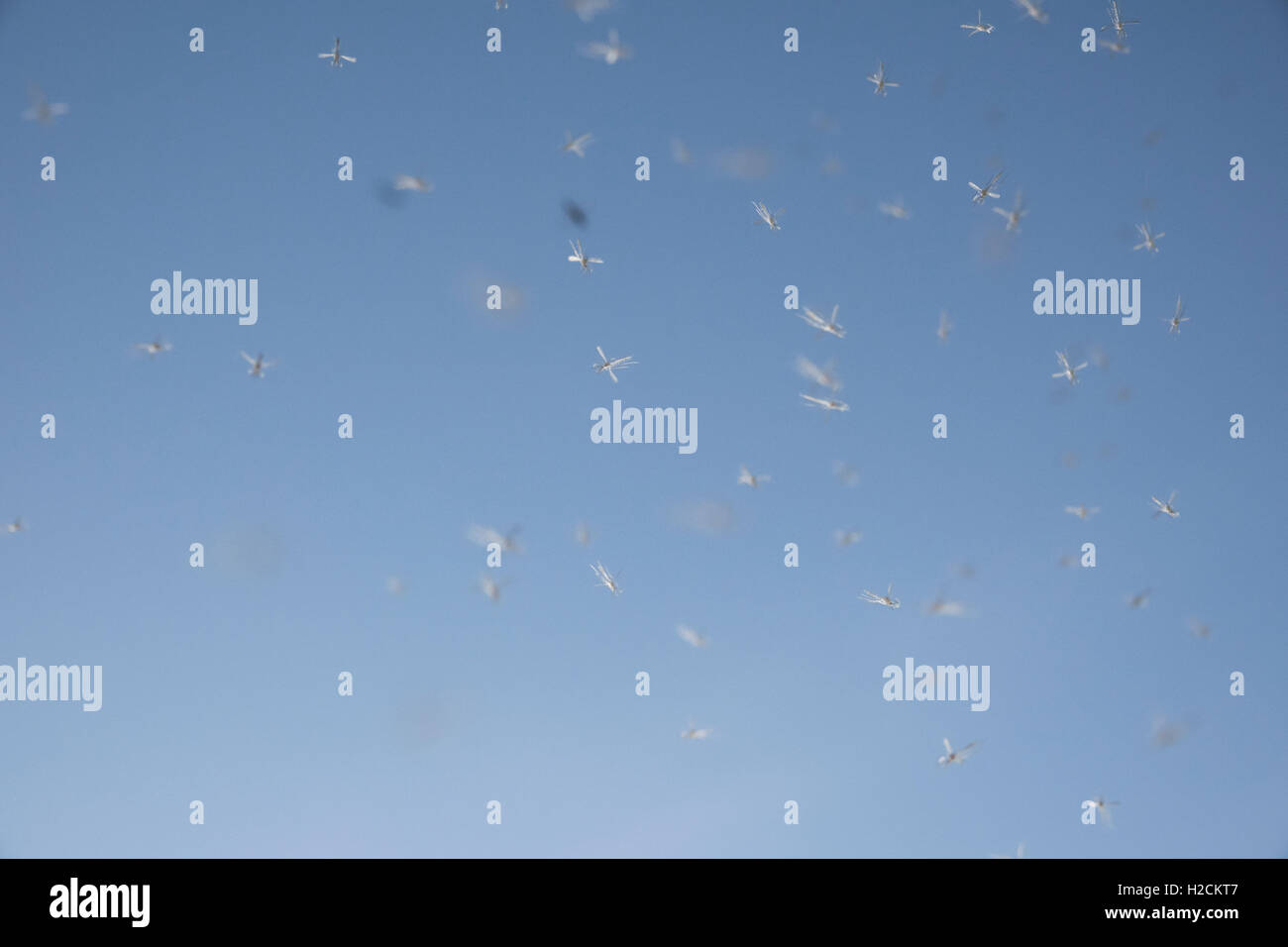 Swarm of mosquitos flying against a clear blue sky. Stock Photo