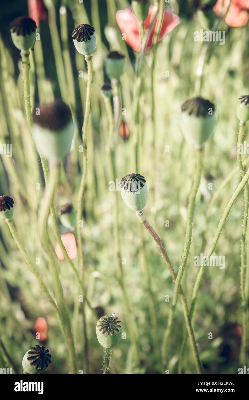 Capsules of poppy flower growing in garden. Stock Photo