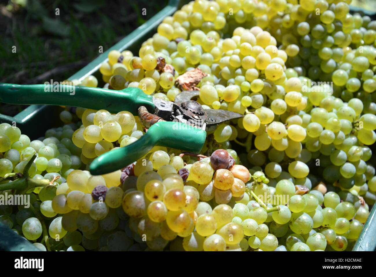white grape with shears Stock Photo Alamy